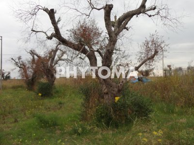 Xylella fastidiosa